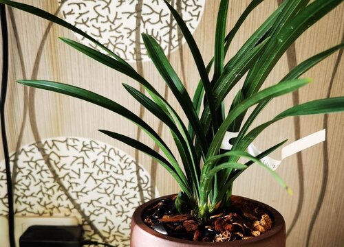 给兰花翻盆之前植料应该如何处理