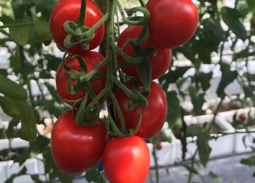 味道最好西红柿种子10大品牌