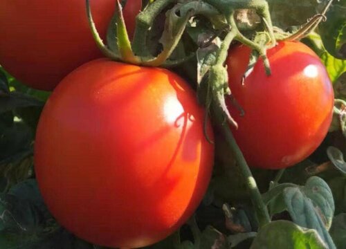 味道最好西红柿种子10大品牌