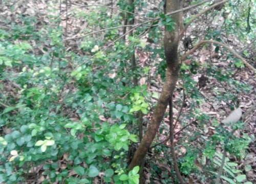 野生黄杨木是国家保护植物吗