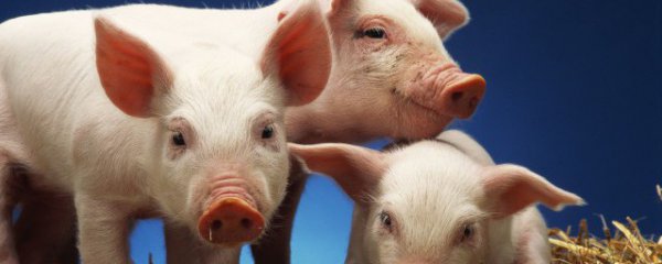 怎么判断猪的公母