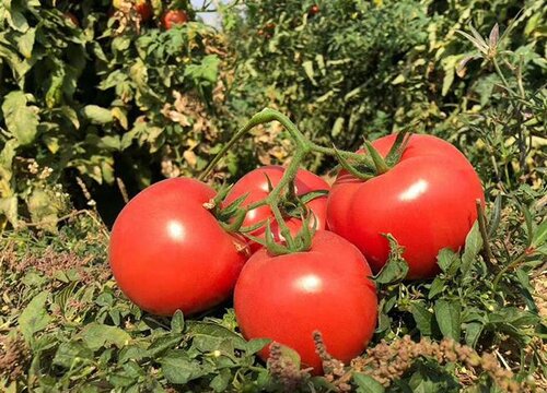 西红柿和番茄一样吗