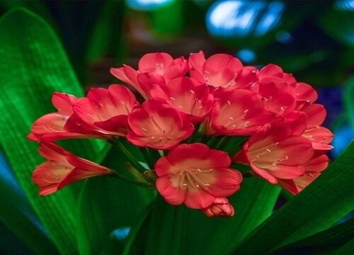 如何为君子兰调制弱酸性的水