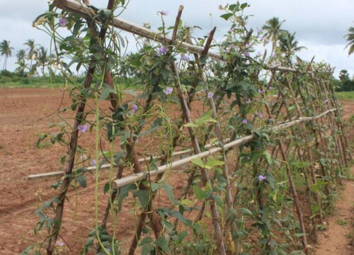 架豆角种植时间和方法