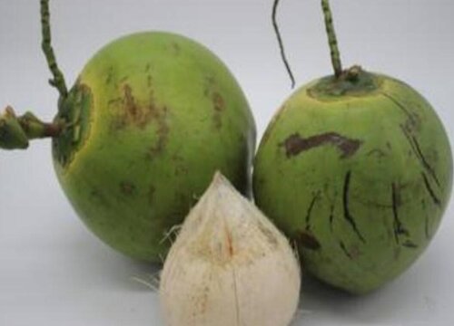 椰子是热带水果吗