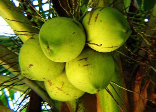椰子是热带水果吗