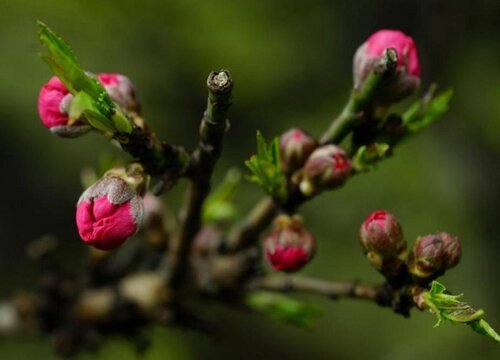 磷酸二氢钾为什么不能频繁喷