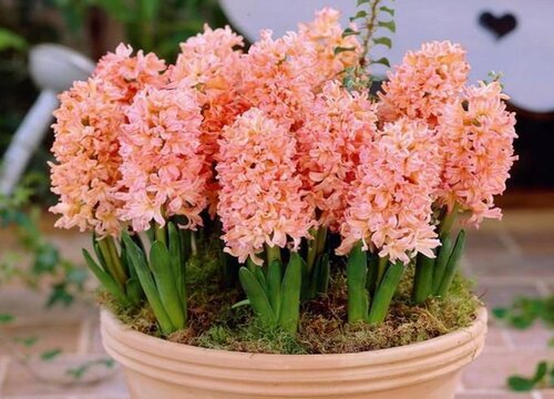 磷酸二氢钾为什么不能频繁喷