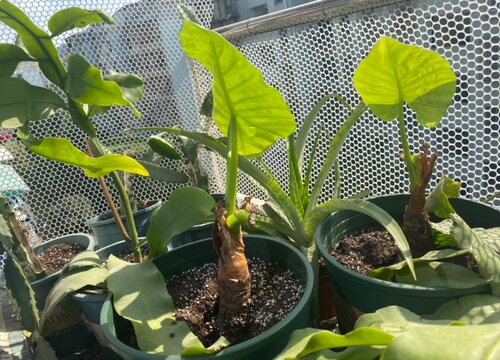 滴水观音叶子下垂怎么办