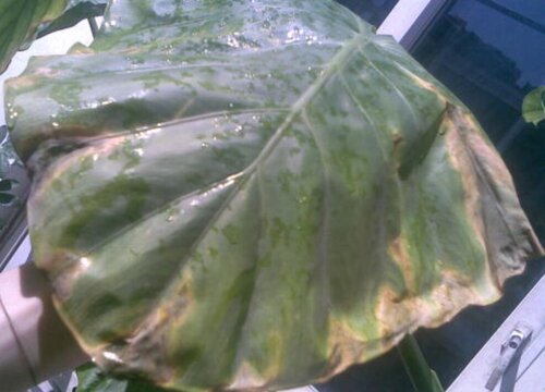 滴水观音叶子下垂怎么办