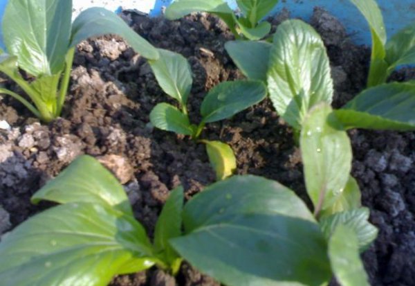 种植大白菜用什么肥料好