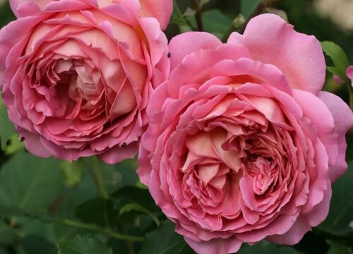 银禧庆典是藤本还是灌木