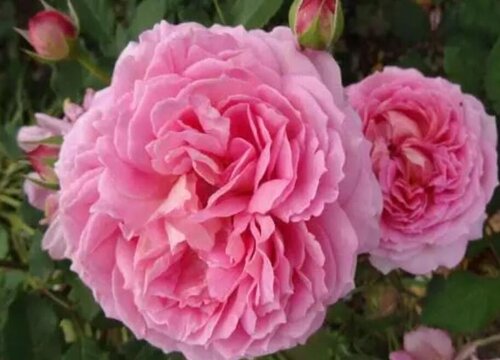 银禧庆典是藤本还是灌木