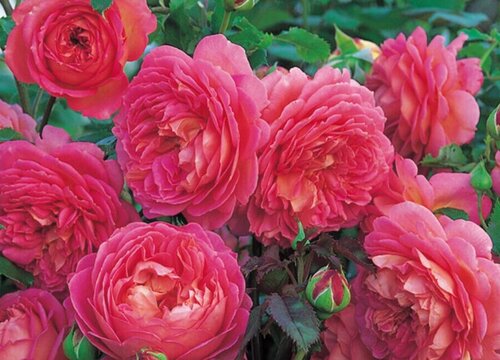 银禧庆典是藤本还是灌木