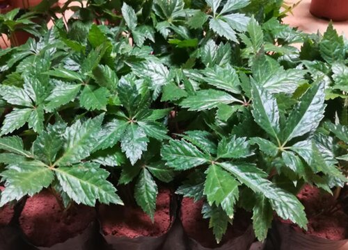 田七的种植方法和时间