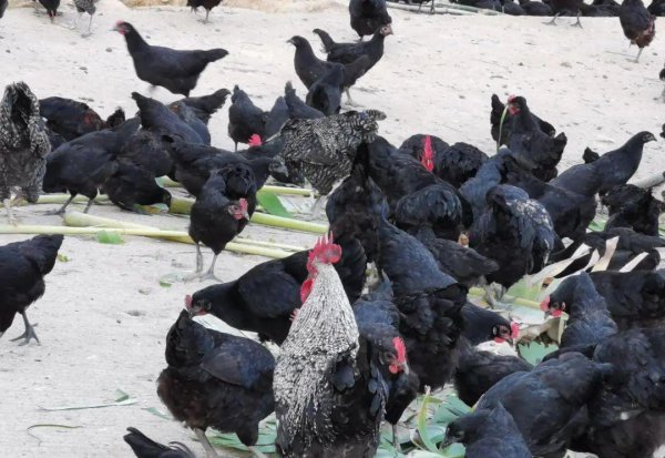 养殖业现在养什么好