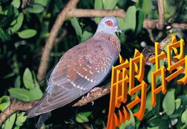 养殖业现在养什么好