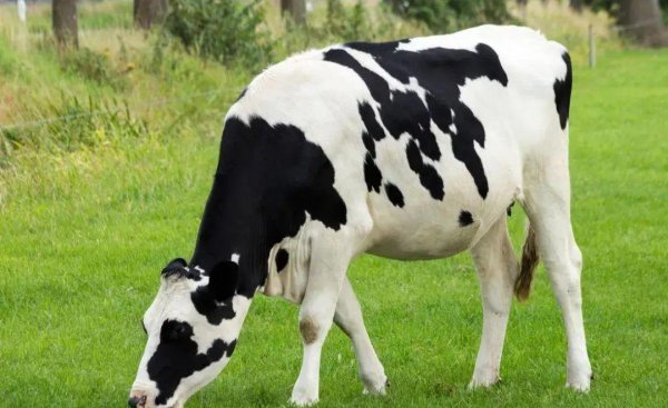 养殖业现在养什么好