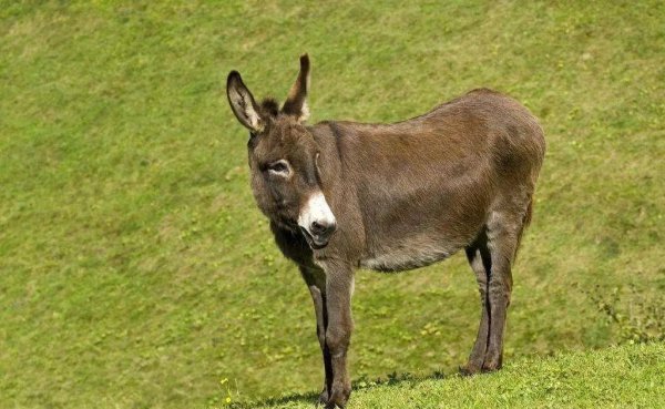 养殖业现在养什么好