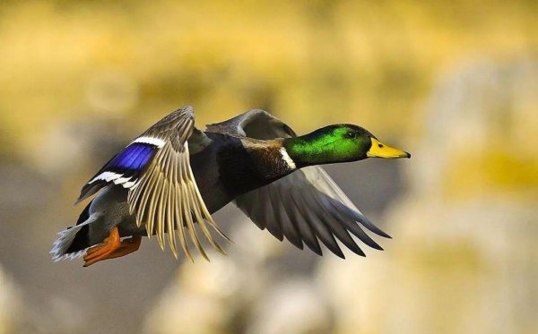 养殖业现在养什么好