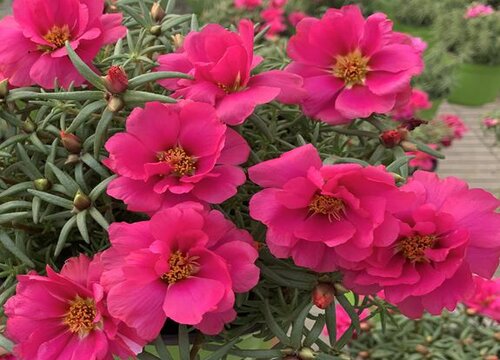 太阳花的种植方法及时间