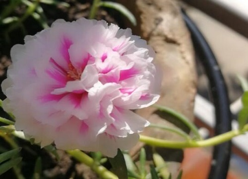 太阳花的种植方法及时间