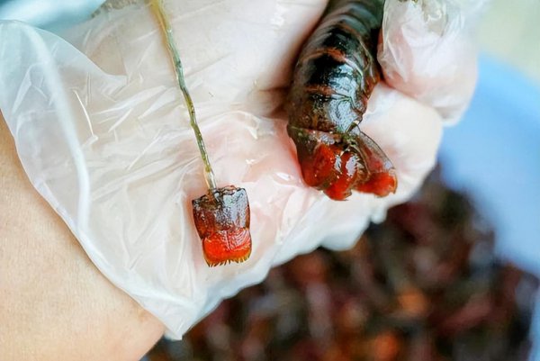 龙虾脑袋里面的黄黄的东西是什么