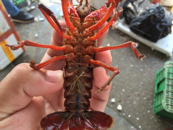 龙虾脑袋里面的黄黄的东西是什么