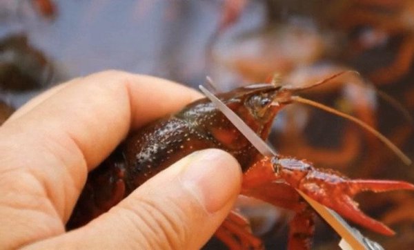 龙虾脑袋里面的黄黄的东西是什么