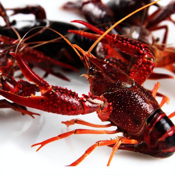 龙虾脑袋里面的黄黄的东西是什么