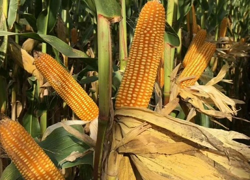 yf3240玉米种子简介