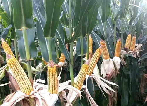 yf3240玉米种子简介