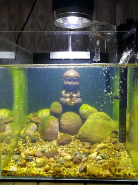 金鱼缸绿藻的优缺点