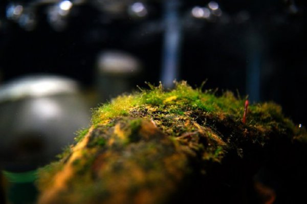 金鱼缸绿藻的优缺点