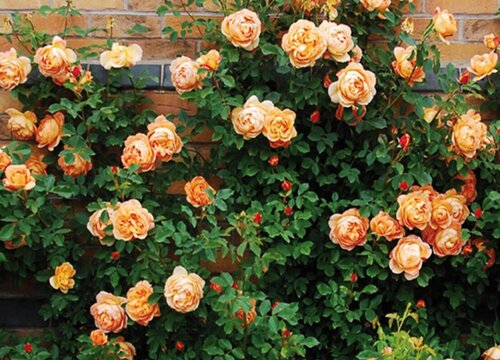 夏洛特夫人月季是藤本还是灌木