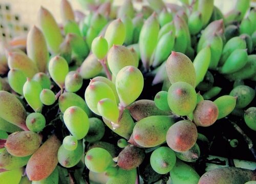 多肉情人泪用什么肥料