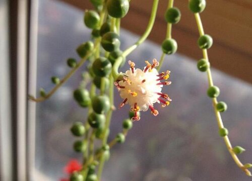 多肉情人泪用什么肥料