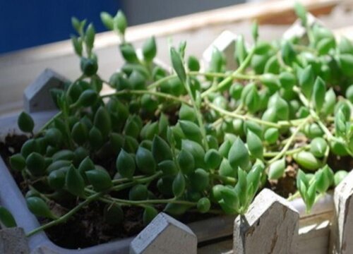 多肉情人泪用什么肥料