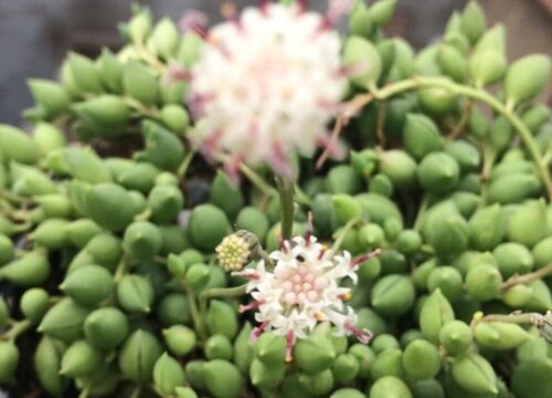 多肉情人泪用什么肥料