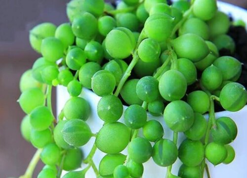 多肉情人泪用什么肥料