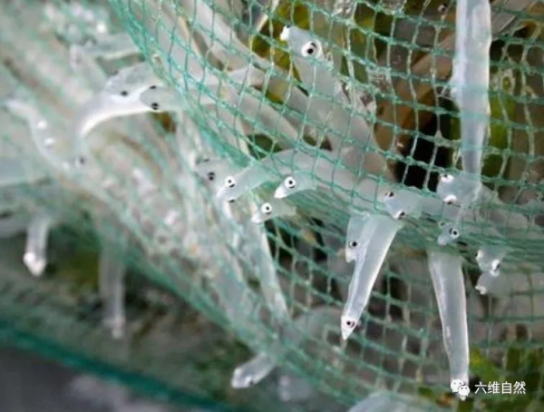 银鱼是海鱼还是淡水鱼