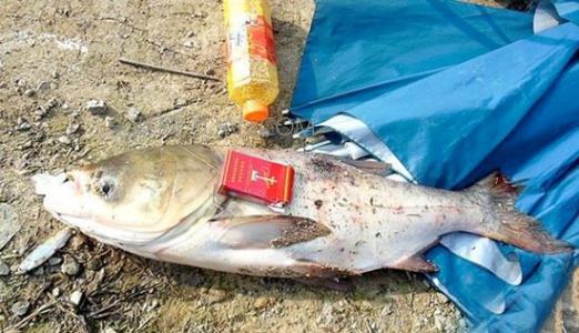 钓鲢鳙水深多少是合适