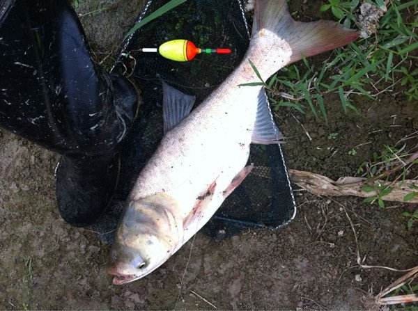 钓鲢鳙水深多少是合适