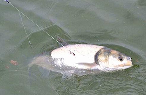 钓鲢鳙水深多少是合适