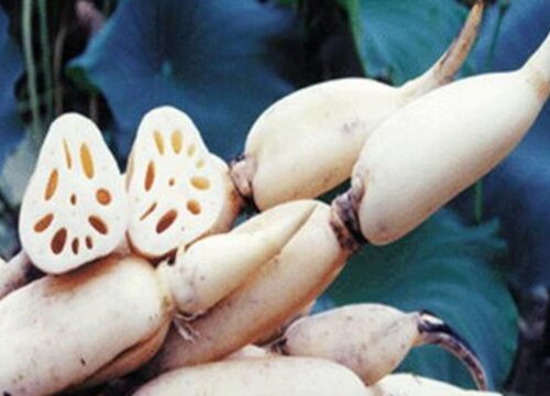 藕可以冷冻保存吗