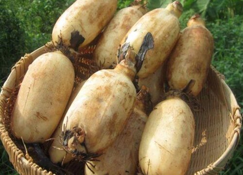 藕可以冷冻保存吗