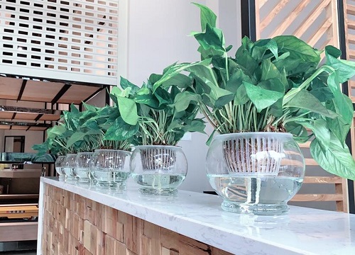 水培绿萝烂根怎么补救