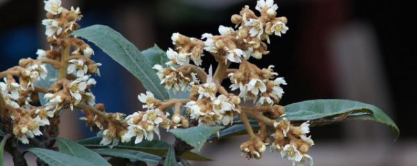 枇杷花可以晒干保存吗