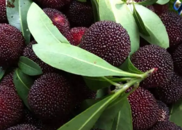 苏州有什么特产