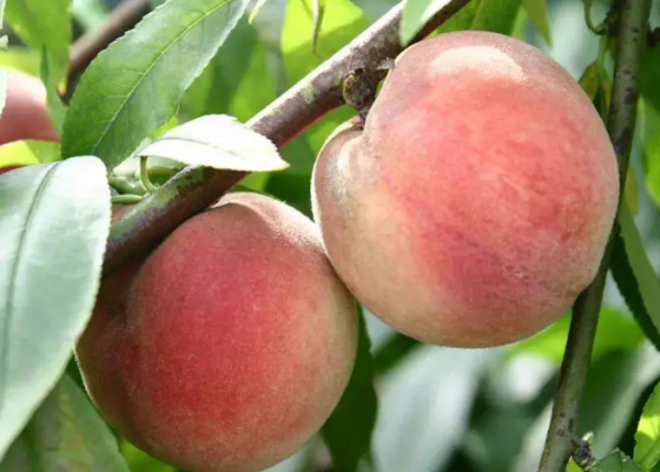 苏州有什么特产